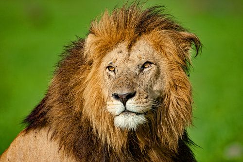 leeuw op zoek naar een partner