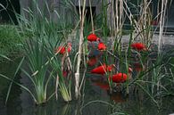 Rote Vögel von Toekie -Art Miniaturansicht