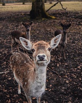 Portrait de cerf sur Werner Lantinga