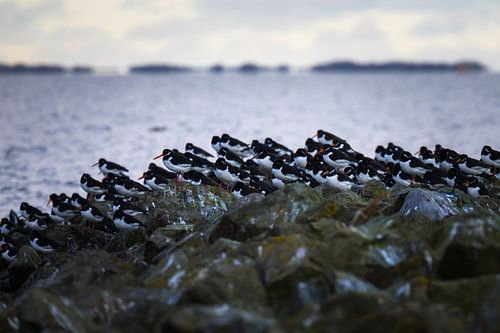 Oystercatchers