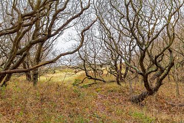 Gnarled trees on the North Sea coast by Achim Prill