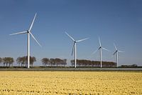 Gelbes Tulpenfeld mit Windrädern am Horizont