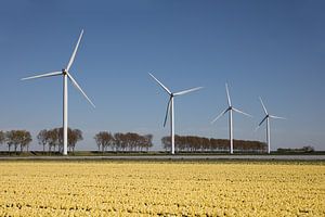 Gelbes Tulpenfeld mit Windrädern am Horizont