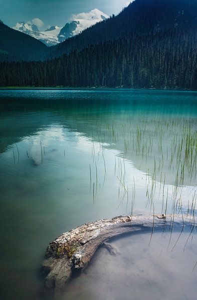 Joffre lakes boomstam van Loris Photography