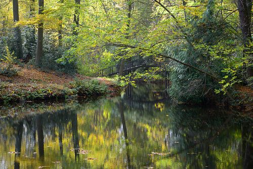 Trees reflect in the water