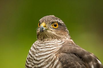 Épervier, Accipiter nisus. Un portrait. sur Gert Hilbink