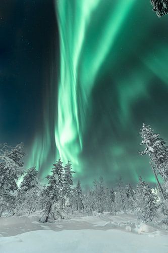 Noorderlicht boven het bos | reisfotografie print | Saariselkä Lapland