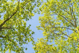 Groene bladeren van Bas Ulehake