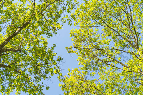 Green leaves