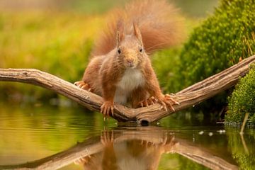 Eichhörnchen auf einem Ast über dem Wasser von Tanja van Beuningen