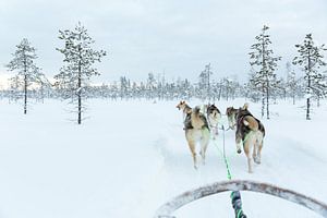 Schlittenhunde in Lappland von Miranda van Assema