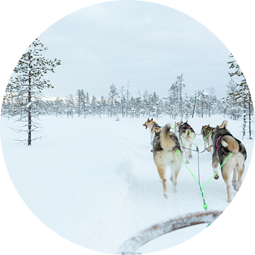 Sledehonden in Lapland van Miranda van Assema