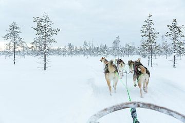 Sledehonden in Lapland van Miranda van Assema