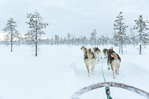 Sledehonden in Lapland
