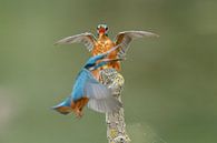 Kingfisher von Menno Schaefer Miniaturansicht