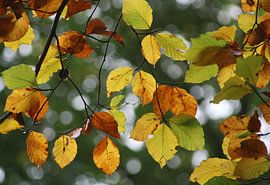 Herfstbladeren1. by Foto EVC