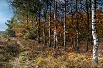Eindig wandelspoor op het Molenveld! van Gerard Sterk