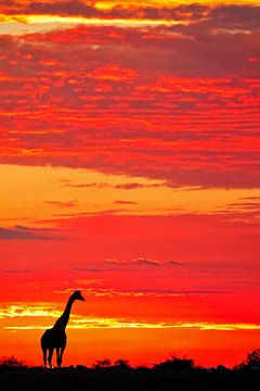 Giraffe at sunrise, Namibia van W. Woyke