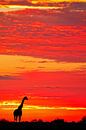 Giraffe at sunrise, Namibia par W. Woyke Aperçu