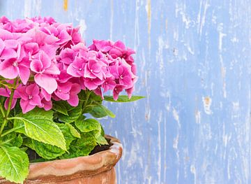 Potted hydrangea plant with pink blossoms and blue wooden background by Alex Winter