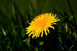 Concept flora : The Dandelion von Photoart-Naegele