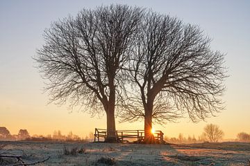 Bomen van Dirk van Egmond