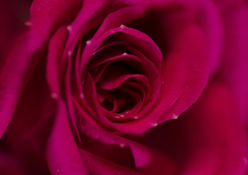 Rode werveling von Foto Facet