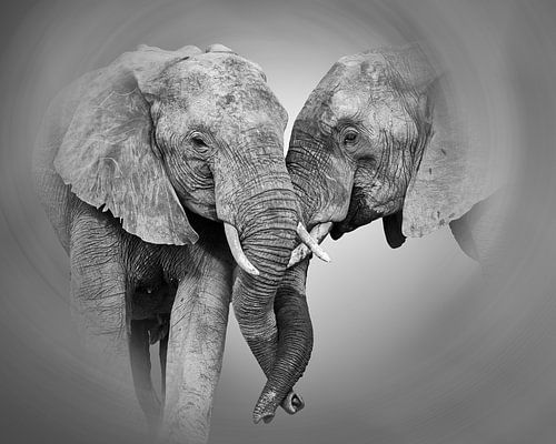 Intieme vriendschap tussen twee olifanten