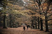 Boswandeling op sallandseheuvelrug