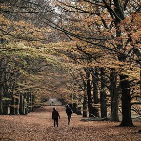 Waldspaziergang am Salland-Hang von Eline