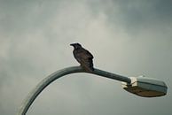 Raven on Quadra island van Eelko Lommers thumbnail
