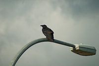 Raven on Quadra island