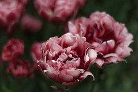 Tulip by Anne van der Heijden