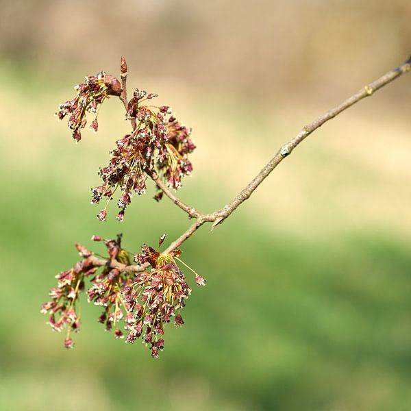 Flowers of a fluttering elm, Ulmus laevis by Heiko Kueverling