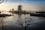 Zwaan in de vaart bij de Molendriegang in de winter van iPics Photography thumbnail