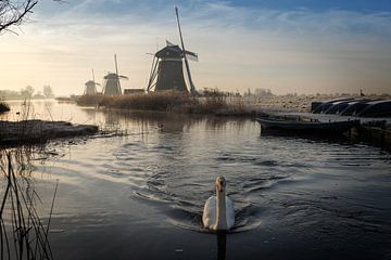 Swan swimming in a stream in a winter landscape with windmills by iPics Photography