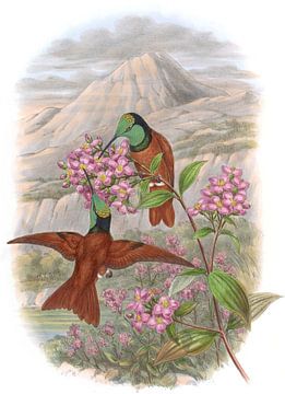 Warszewicz's Rainbow, John Gould van Hummingbirds