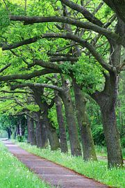 Avenue Oak