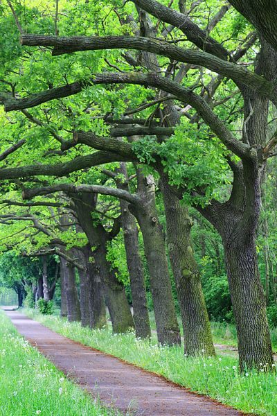 Eikenlaan van Karina Gebert
