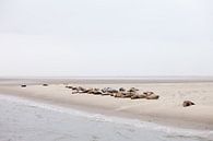 Seals on a sandbank by BYLDWURK thumbnail