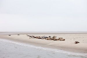 Zeehonden op een zandbank van BYLDWURK