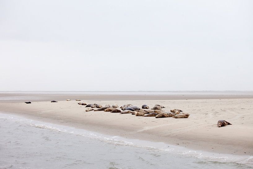 Seals on a sandbank by BYLDWURK