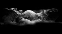 Fungal Microcosm