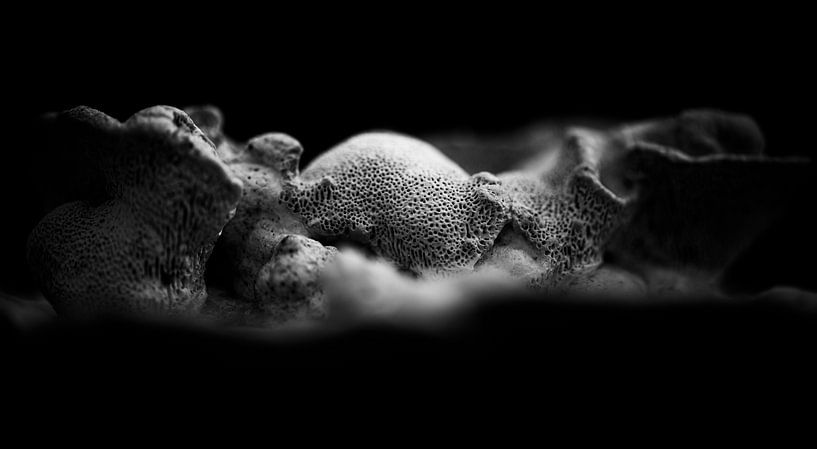 Fungal Microcosm by Patrick Schwarzbach