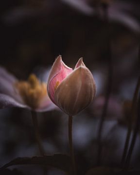 Petite fleur rose sombre et lunatique sur Sandra Hazes