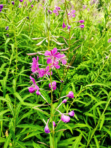 Fleurs de l'épilobe magenta dans une prairie alpine ensoleillée