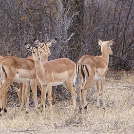 Impalas in Botswana by Job Moerland