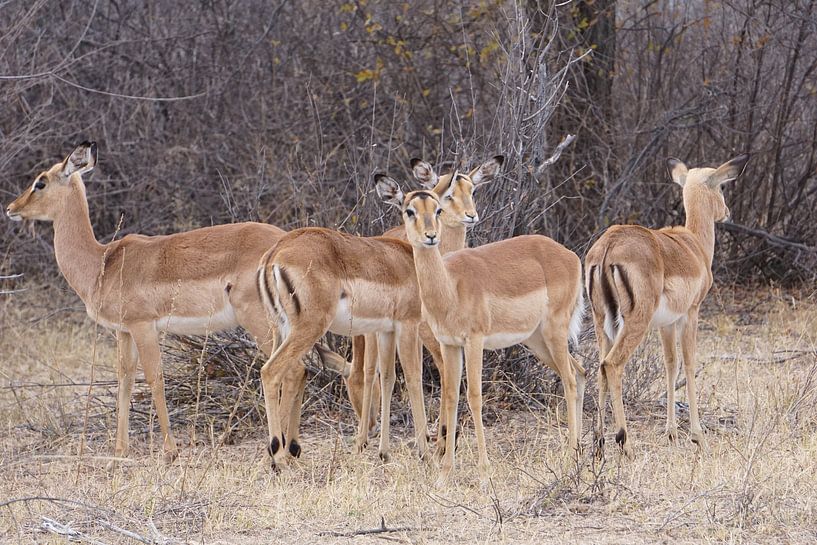 Impala's in Botswana van Job Moerland