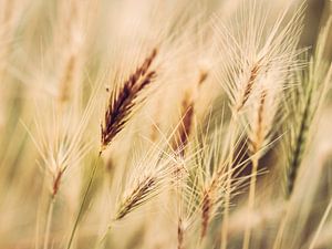 Oreilles d'herbe 6