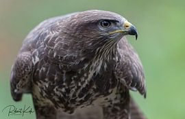Buizerd portret! von Robert Kok